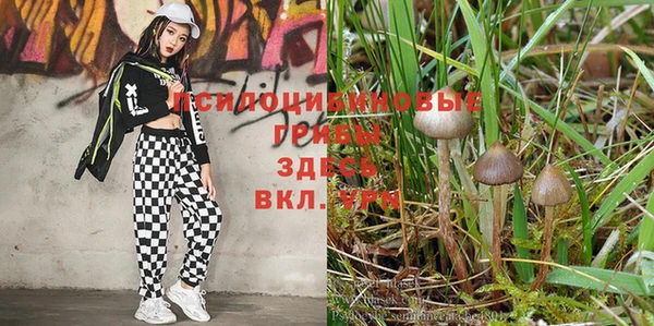 тгк Богданович